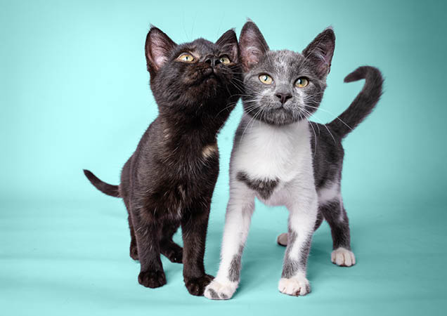 Kittens Tyler and Reece.